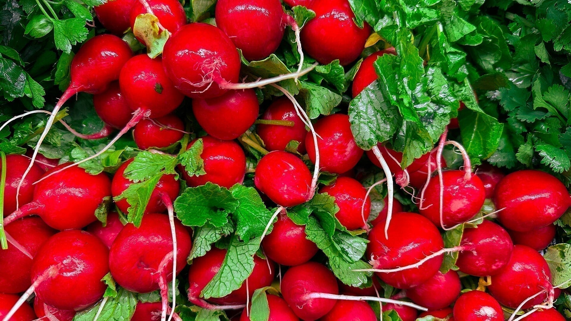 Gardening Basics: How To Grow Radishes