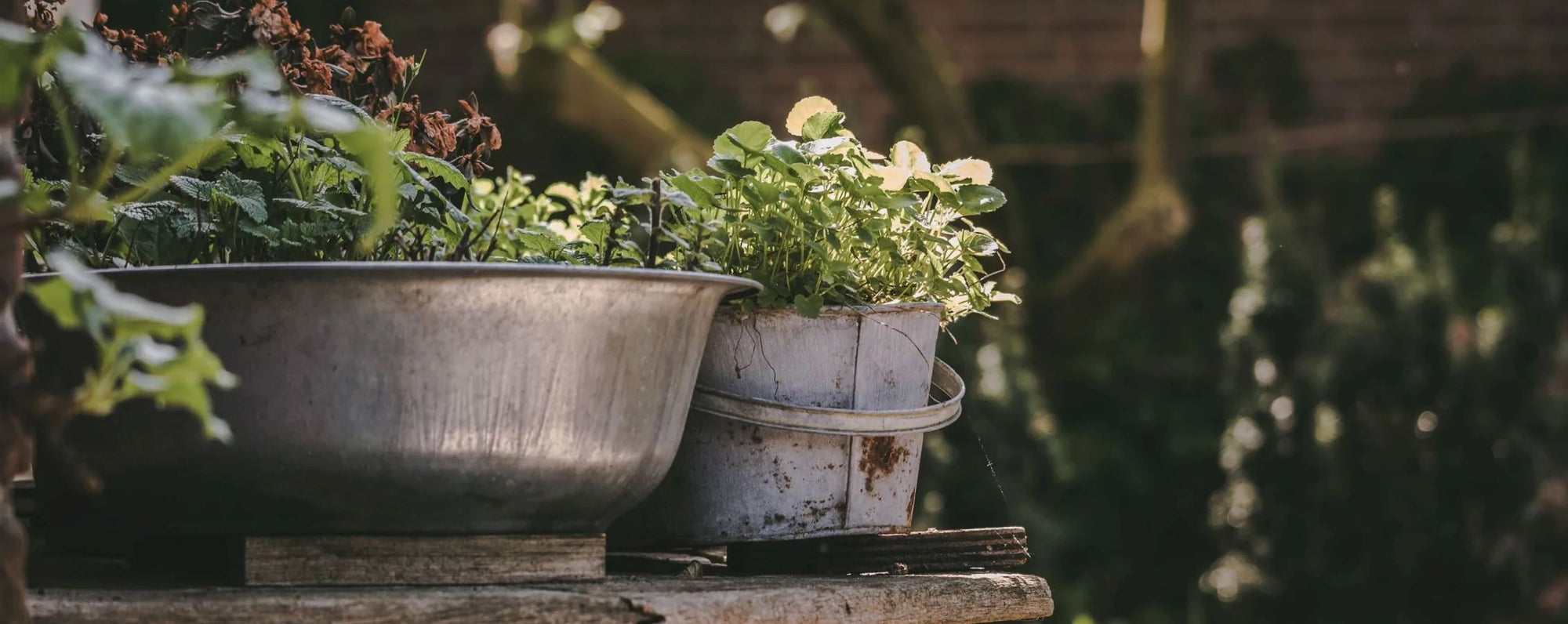 How to Grow a Patio Herb Garden